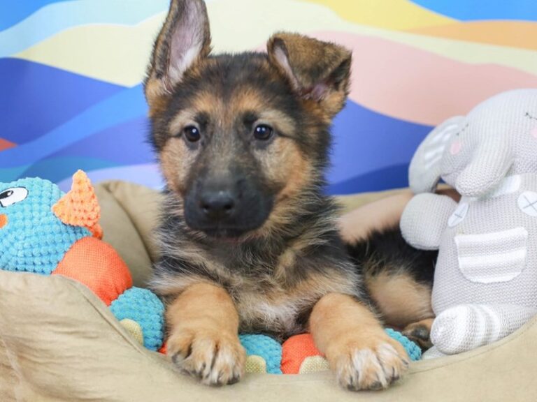 German Shepherd