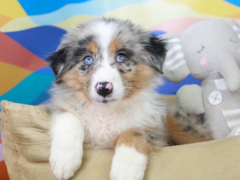 Australian Shepherd-DOG-Male--2958278-Animal Kingdom | Puppies N Love