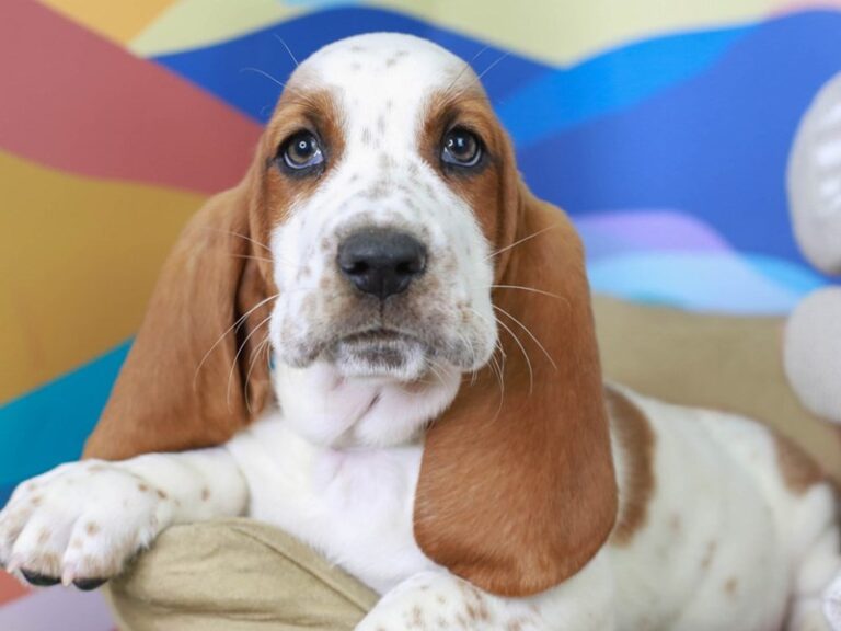 Basset Hound