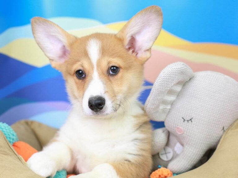 Pembroke Welsh Corgi
