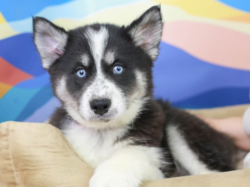 Samusky-Female--2958274-Animal Kingdom | Puppies N Love