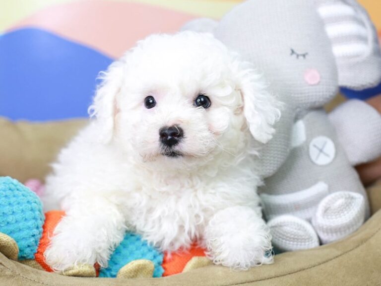 Bichon Frise
