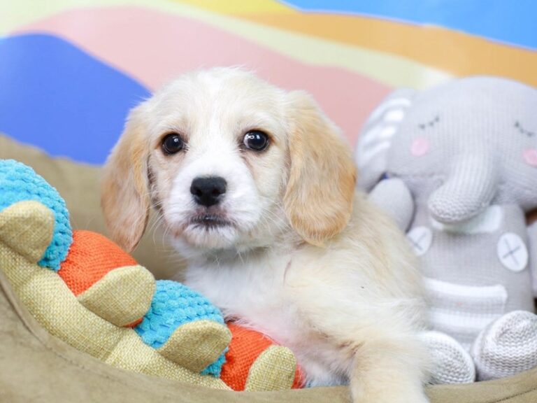 Beagle Poo