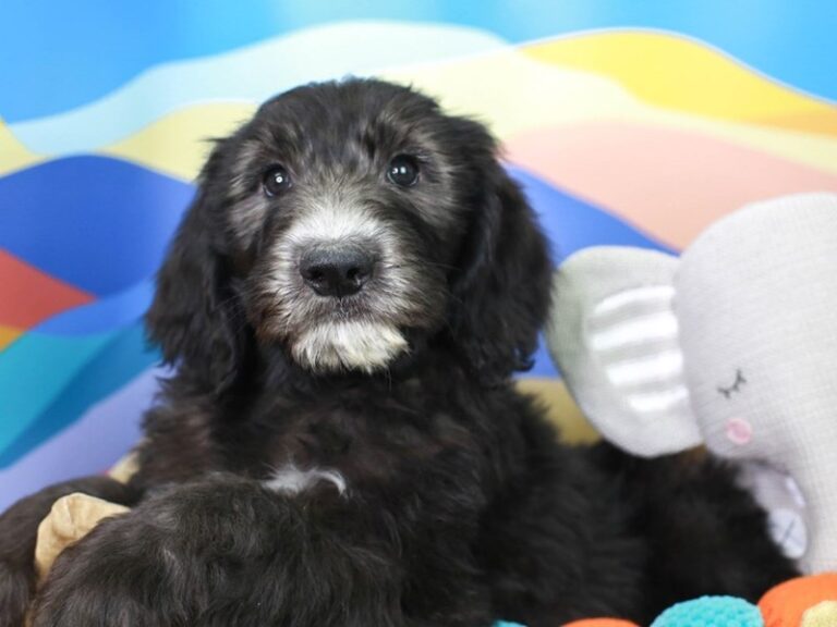 Sheepadoodle