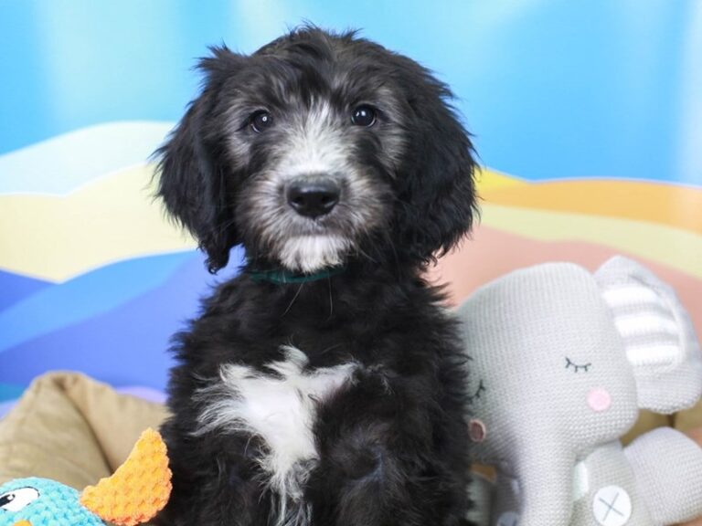 Sheepadoodle