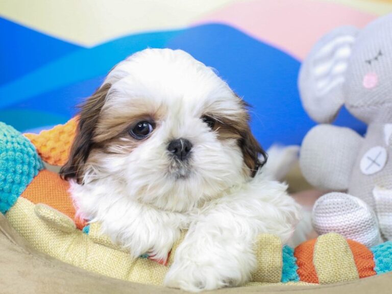 Shih Tzu