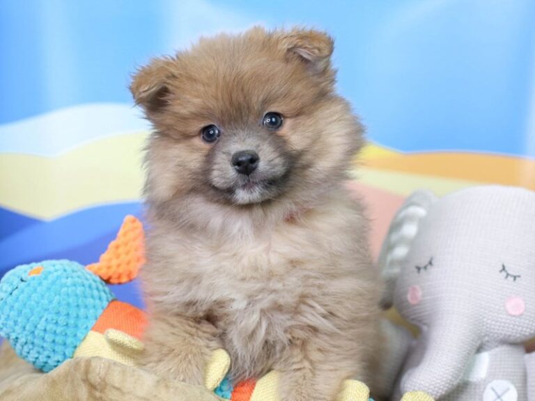 Pomeranian