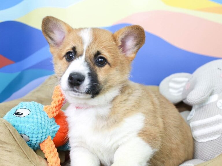 American Corgi