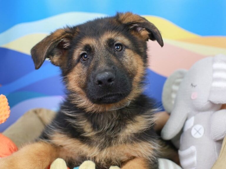 German Shepherd