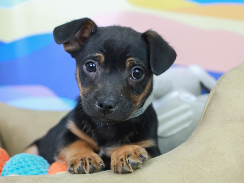 Bospin-Male--2958210-Animal Kingdom | Puppies N Love