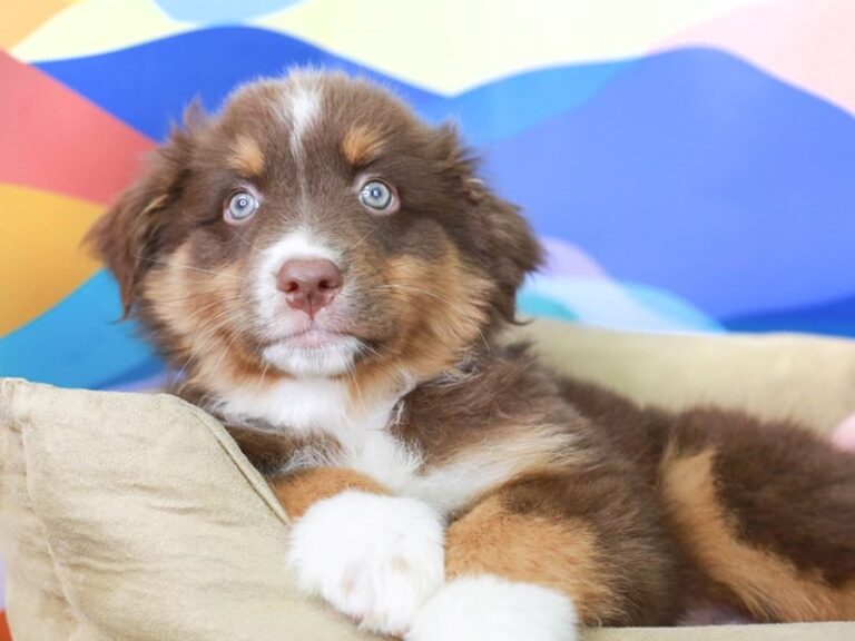 Australian Shepherd