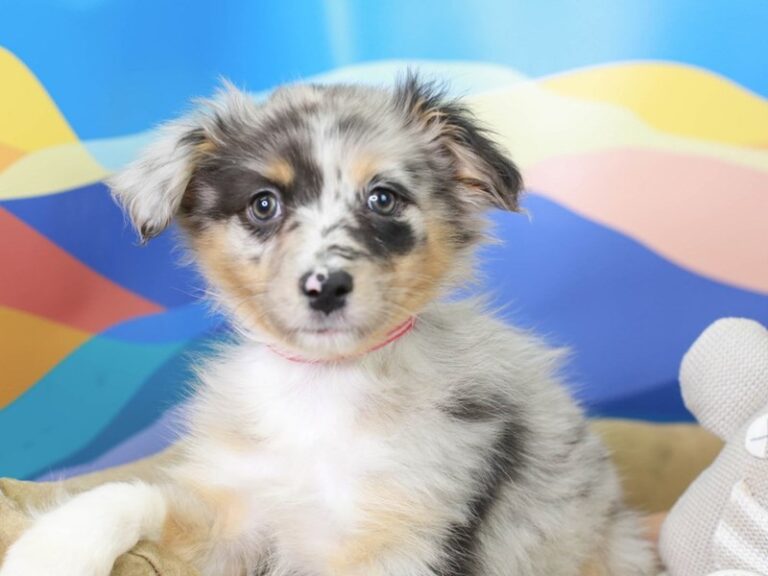 Australian Shepherd