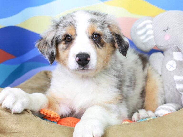 Australian Shepherd