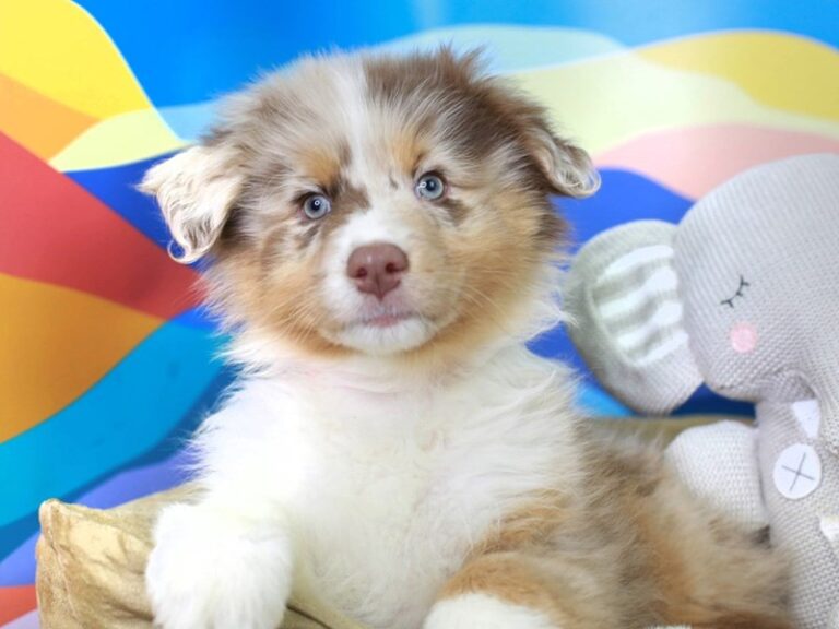 Australian Shepherd