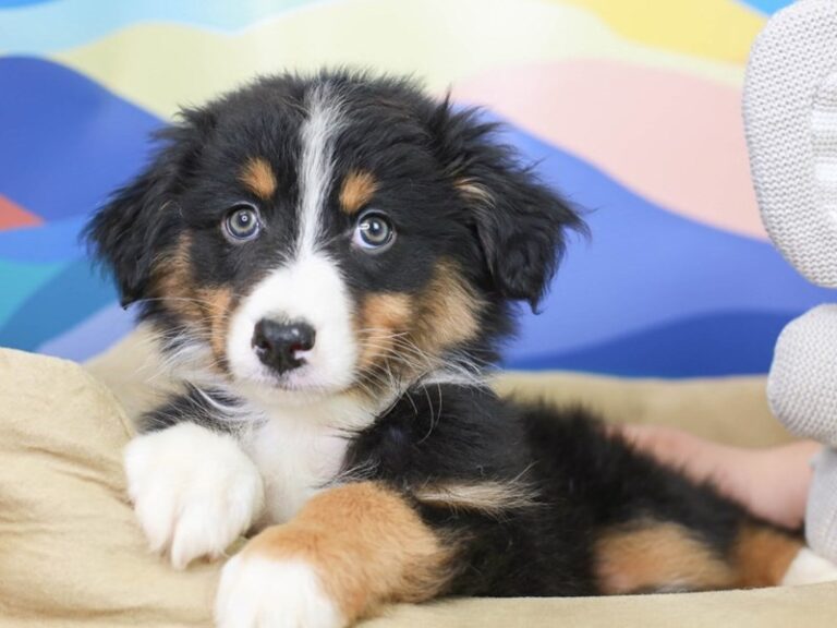 Australian Shepherd