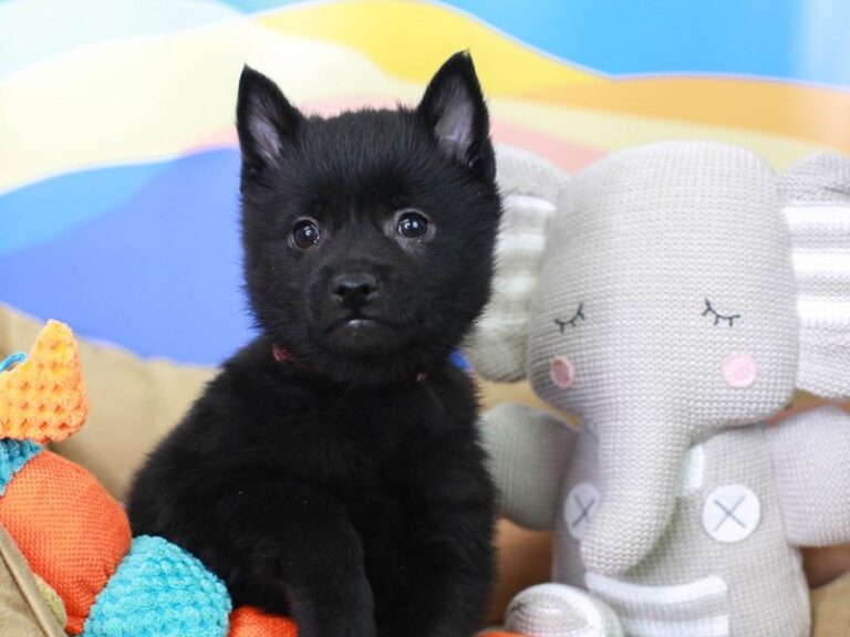 Schipperke