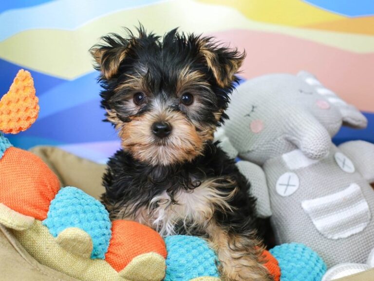 Yorkshire Terrier