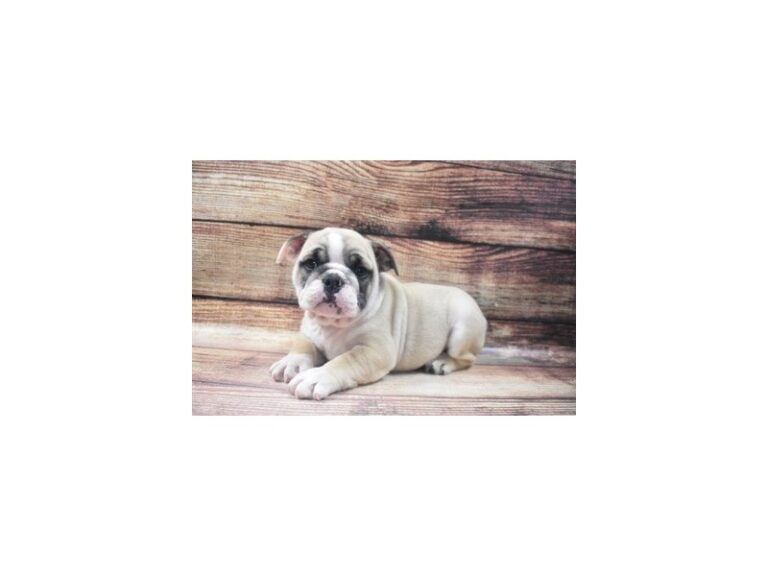 English Bulldog