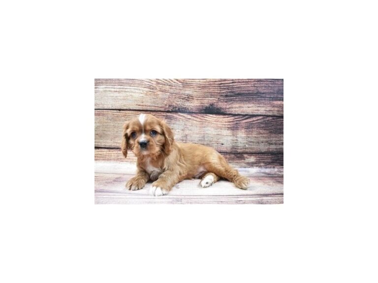 Cavalier King Charles