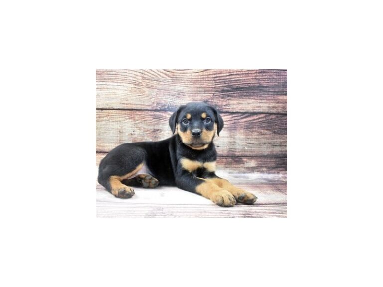 Rottweiler