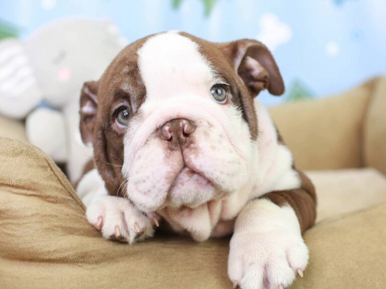 English Bulldog