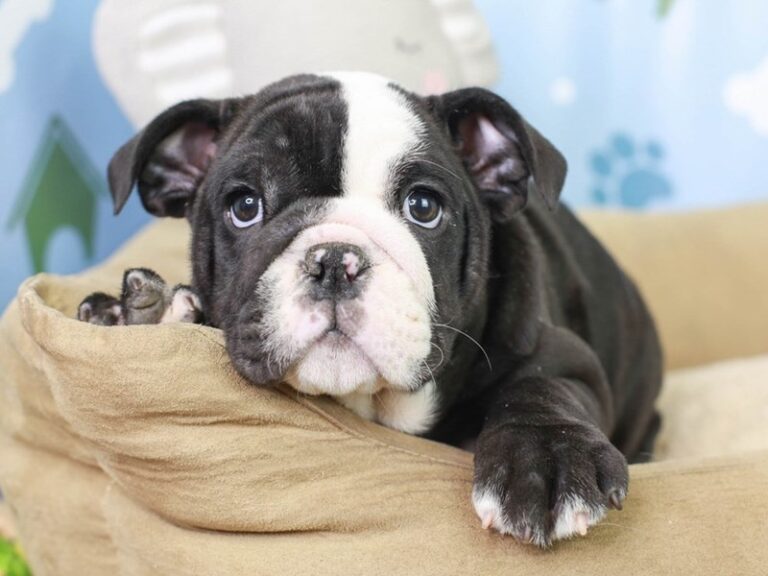 English Bulldog