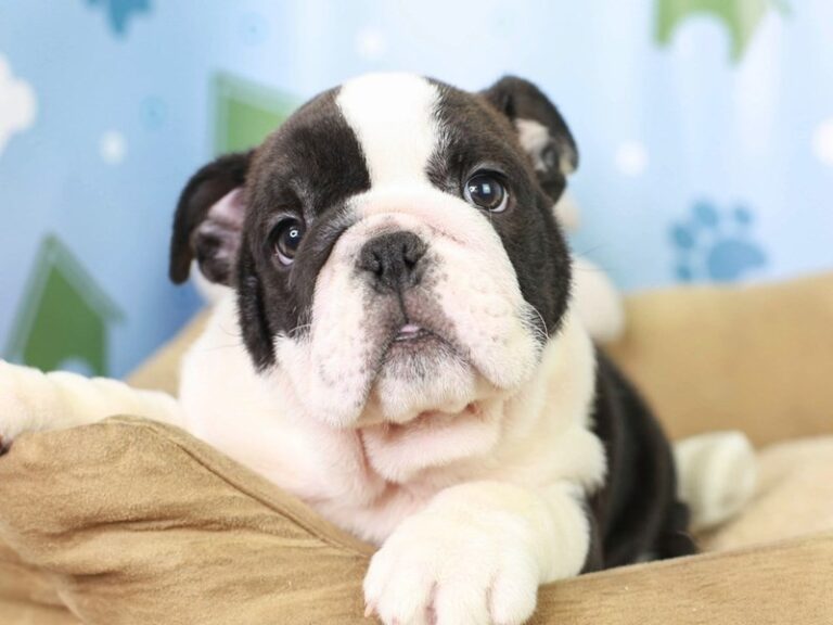 English Bulldog