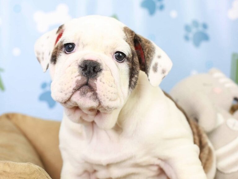 English Bulldog