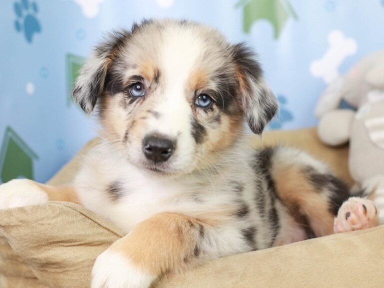 Australian Shepherd