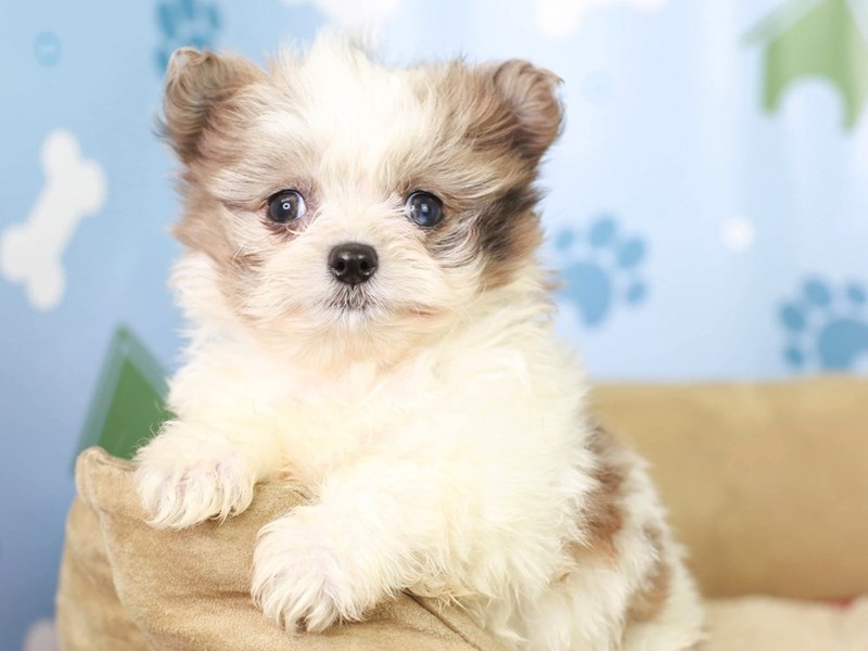 Pomapoo-Female--2965633-Animal Kingdom | Puppies N Love