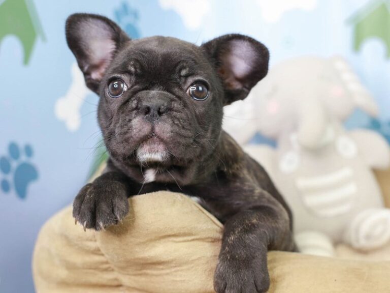 French Bulldog
