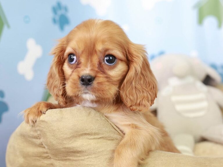 Cavalier King Charles Spaniel