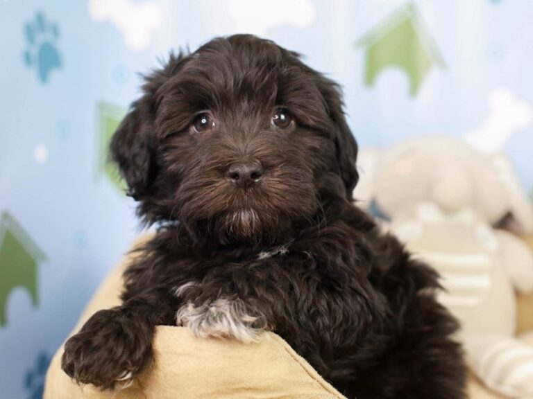 Havanese