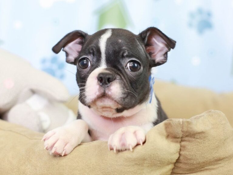 Boston Terrier
