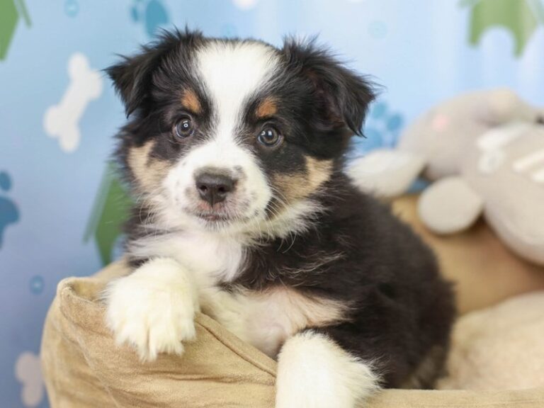 Mini Aussie