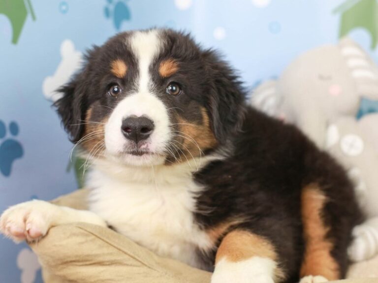 Australian Shepherd