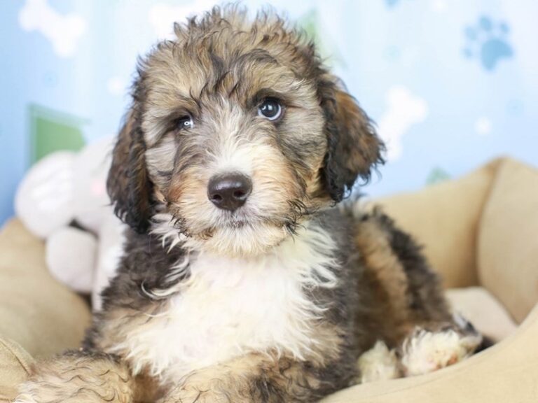Bernedoodle