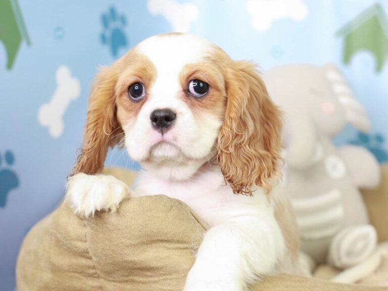 Cavalier King Charles