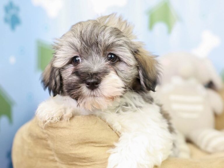 Havanese