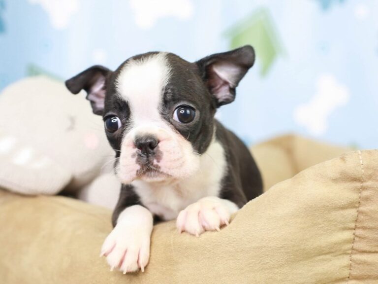 Boston Terrier