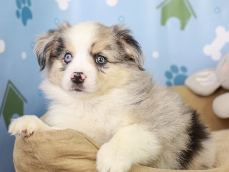 Mini Aussie