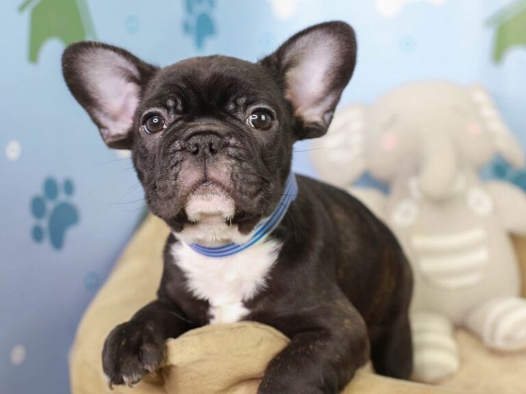 French Bulldog