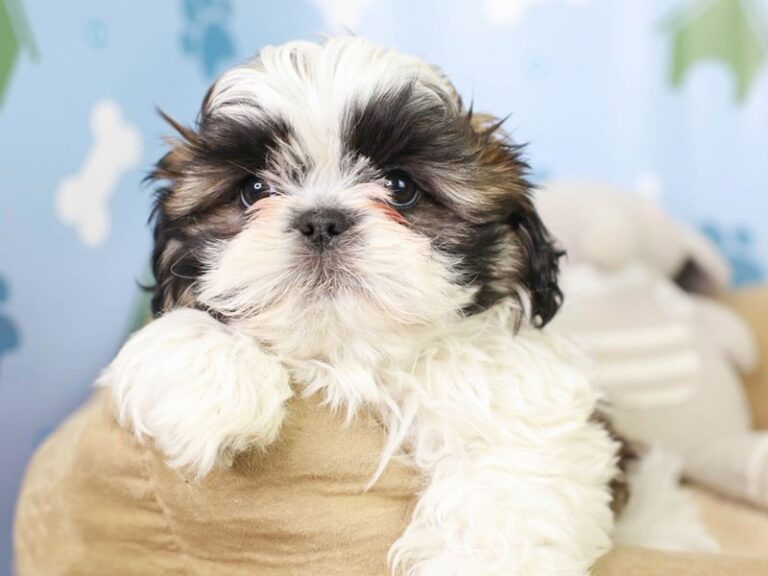 Shih Tzu