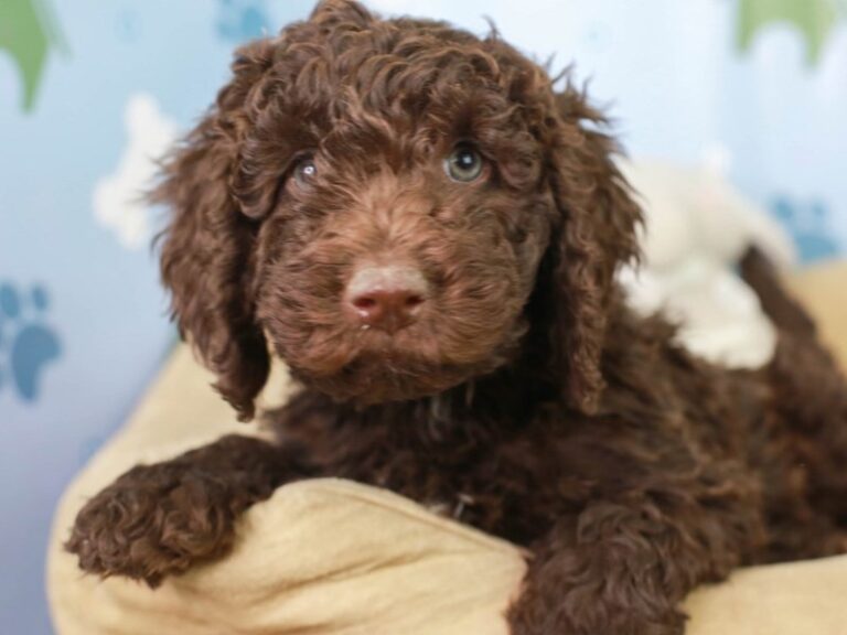 Mini Labradoodle