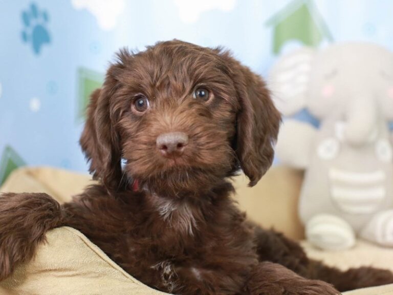Mini Labradoodle
