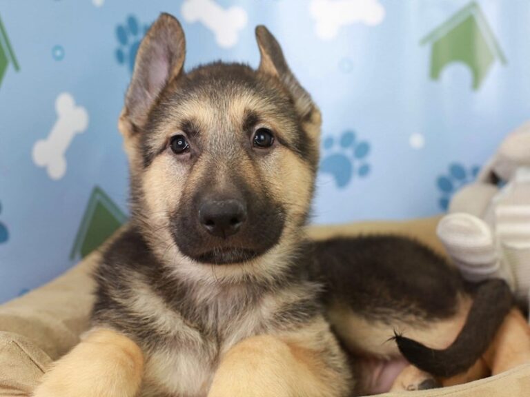 German Shepherd