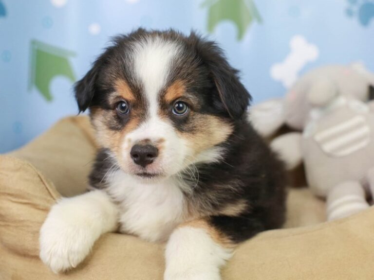 Mini Aussie