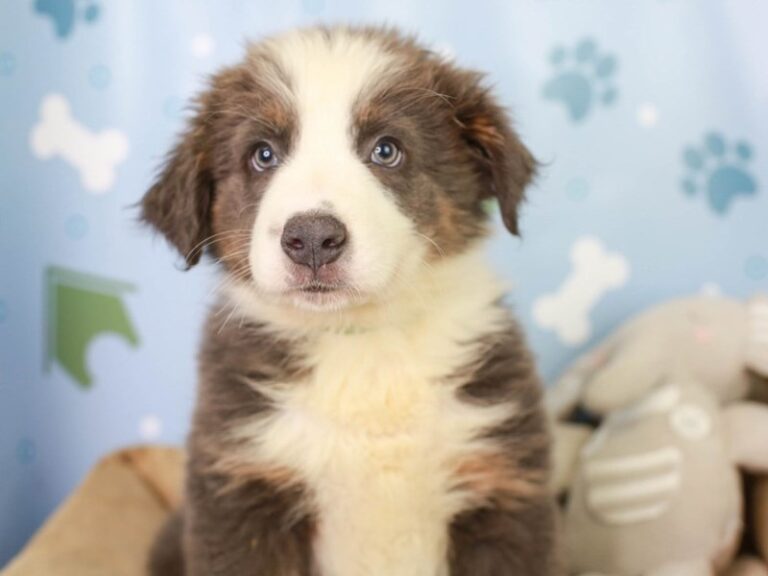 Australian Shepherd