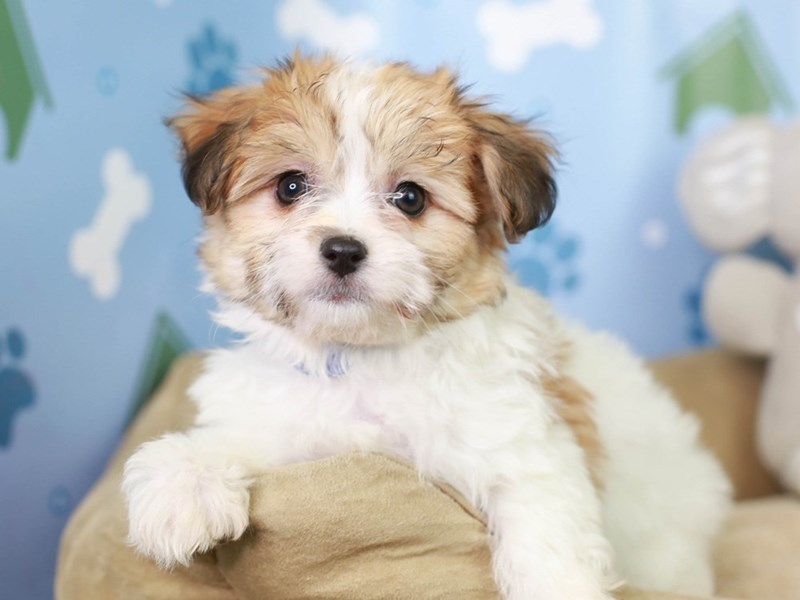Papitese puppies deals near me