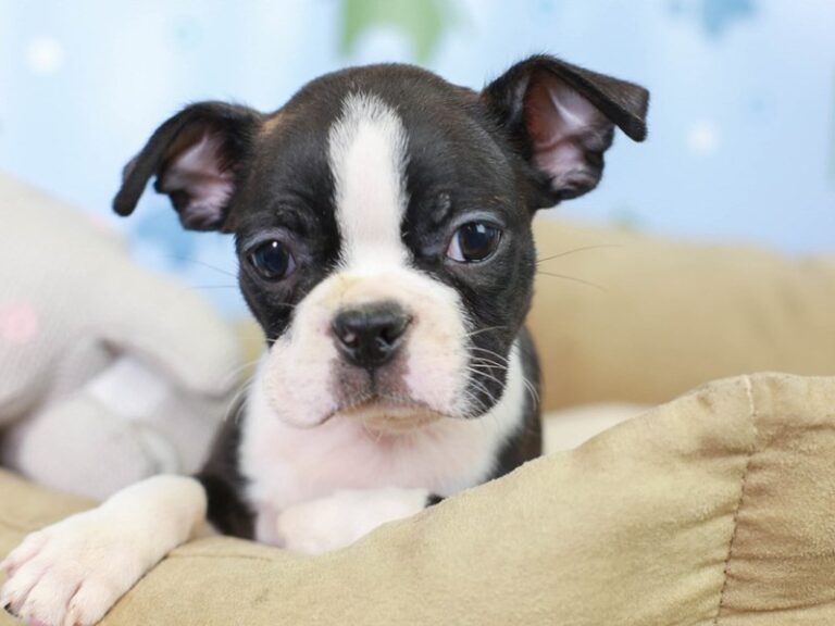 Boston Terrier